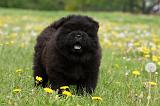 CHOW CHOW 504
